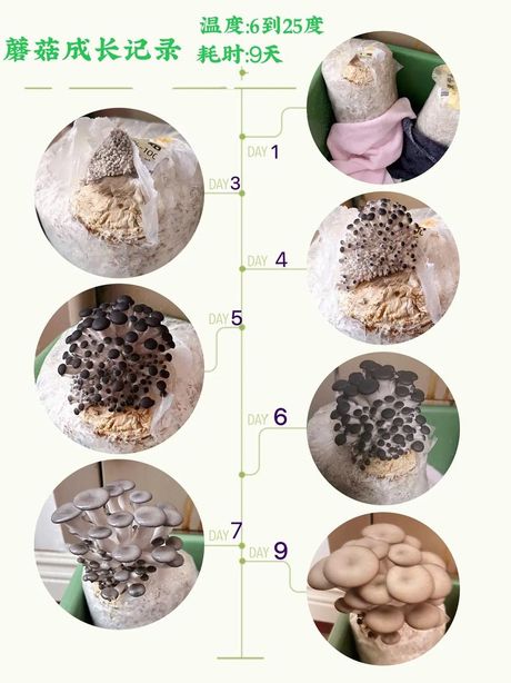 种植蘑菇，种植蘑菇，快乐享受家庭农场