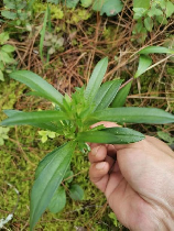 龙胆草，龙胆草，神奇出血止痛的小帮手！