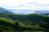 茶叶大师叶茂青：传承千年的茶文化